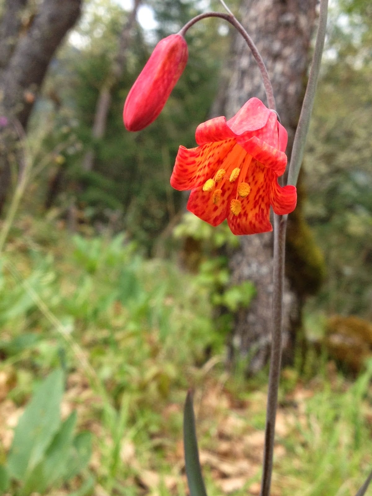 A Blooming Season