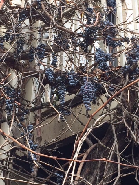 Tasting Forgotten Fruit