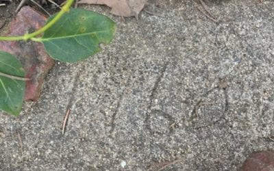 New Discoveries in Familiar Places