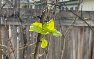 THE UNEXPECTED APPEARANCE OF HOPE