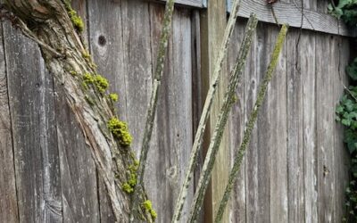 OUR SPIRITUAL TRELLIS