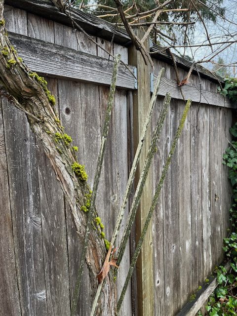 OUR SPIRITUAL TRELLIS