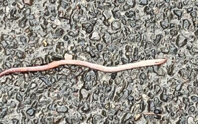 OUT OF THEIR ELEMENT