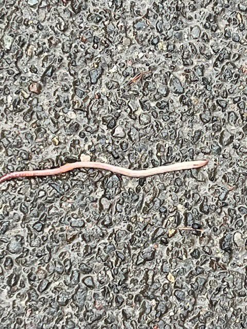 OUT OF THEIR ELEMENT