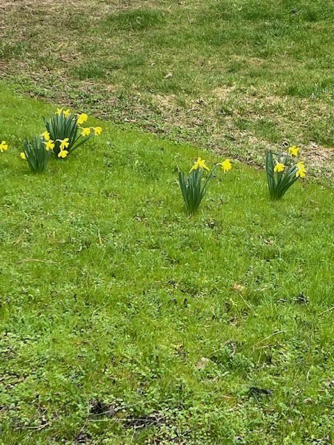 WHEN DAFFODILS BLOOM